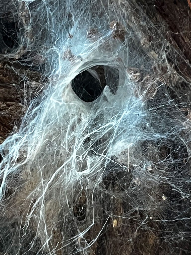 Ein Spinnennetz spannt sich wie gewebte Zeit in den Raum