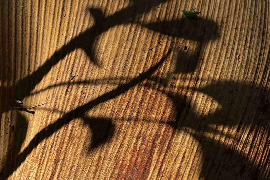 Licht und Schatten auf Holzstruktur – Stille Momente der Natur
